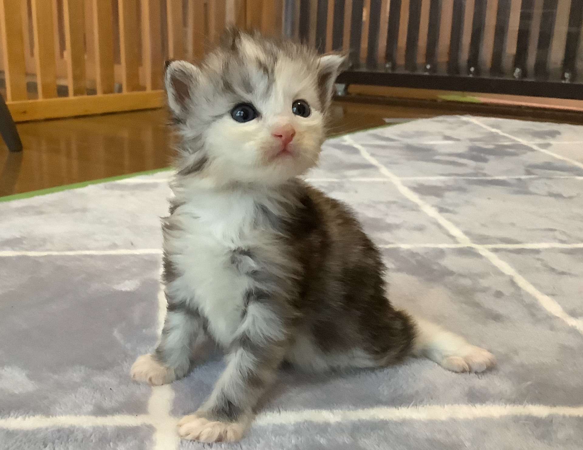 可愛い子猫成長中♪