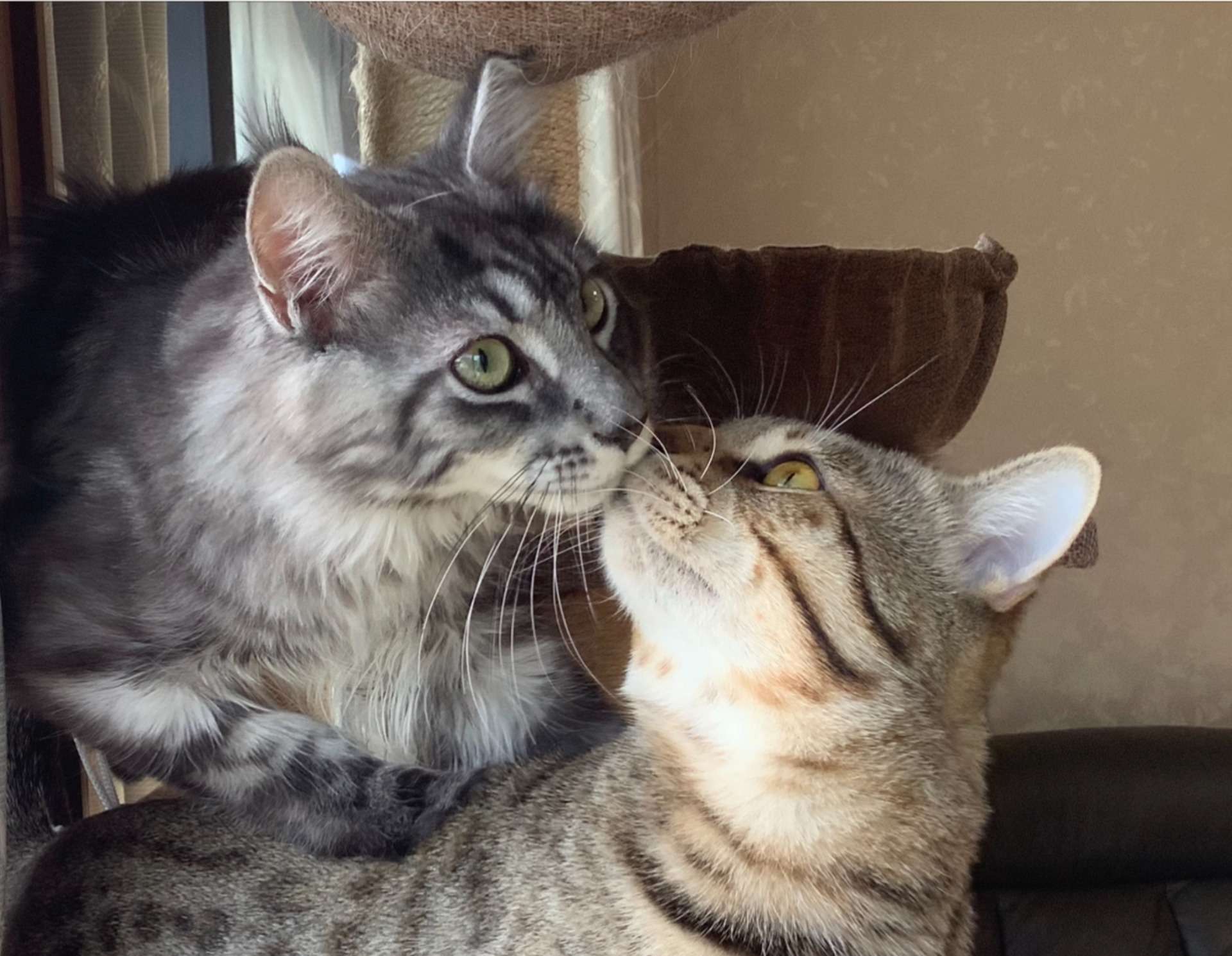 お父さん候補のMoo君!