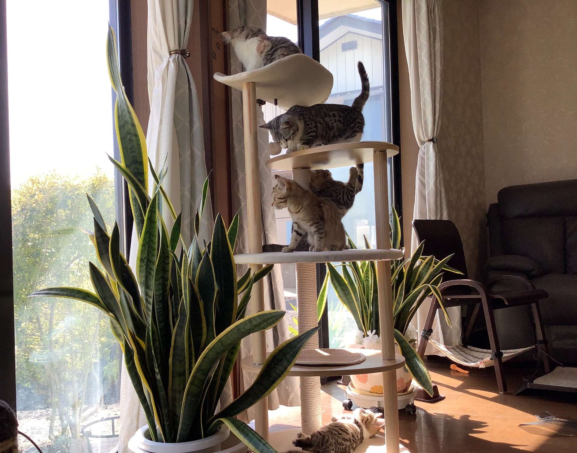 子猫のお母さんと協力して!