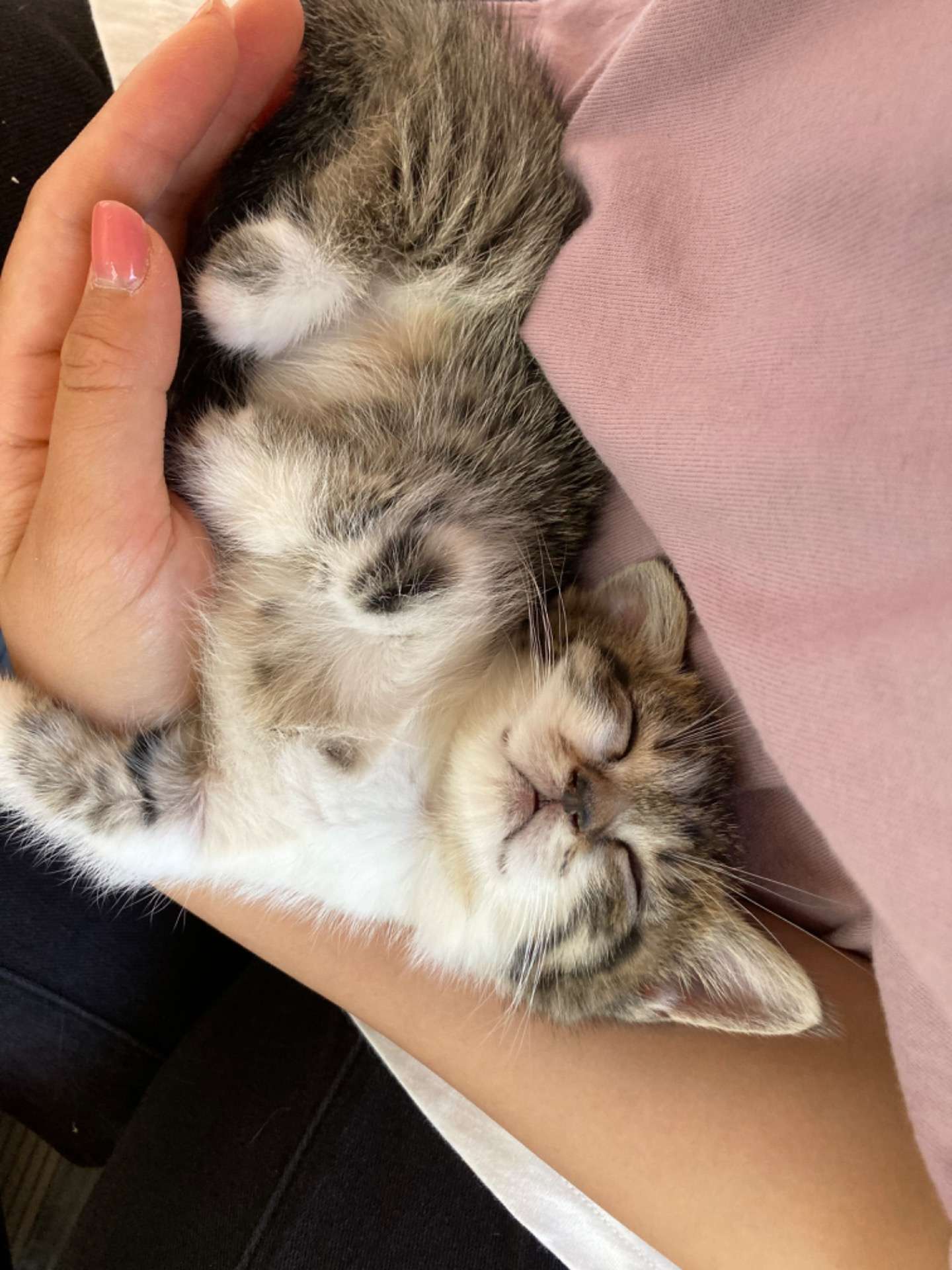 短足マンチカンの赤ちゃん